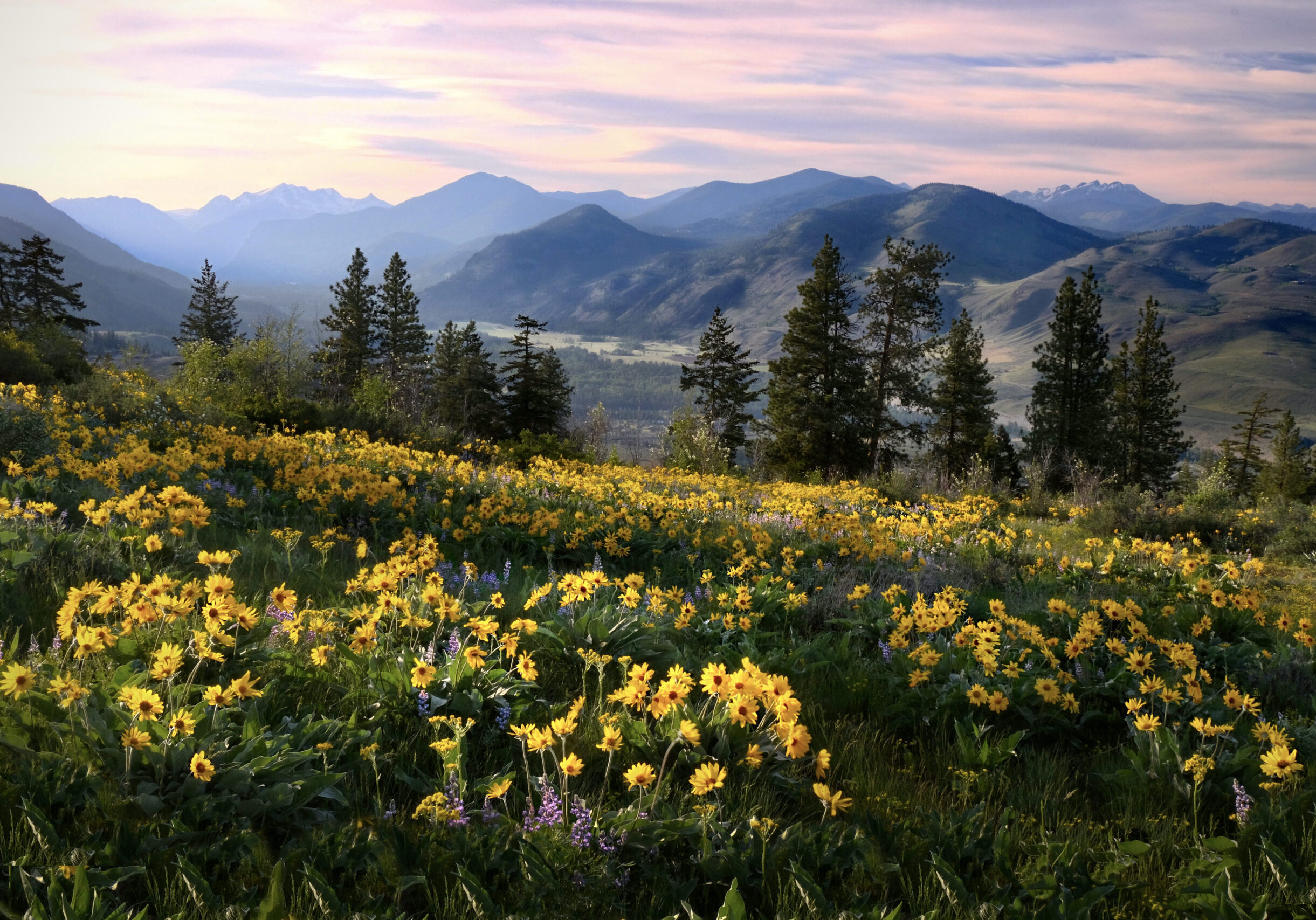 Medicinal homeopathic plant.  North Cascades National Park. Washington. USA