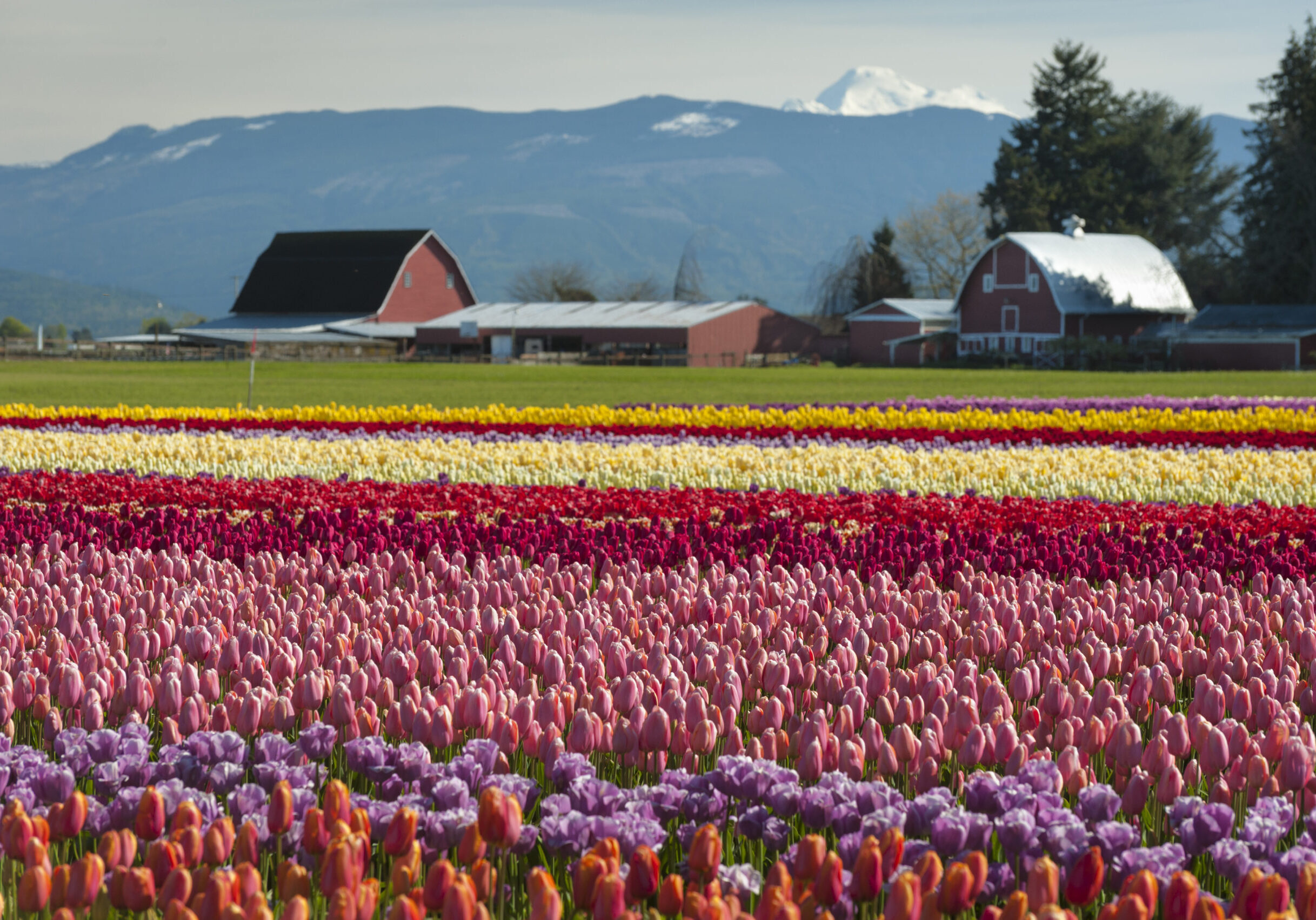 Vibrant fields of colorful tulips carpet the Skagit Valley during the annual springtime festival. This is a popular time for tourists to visit the area.